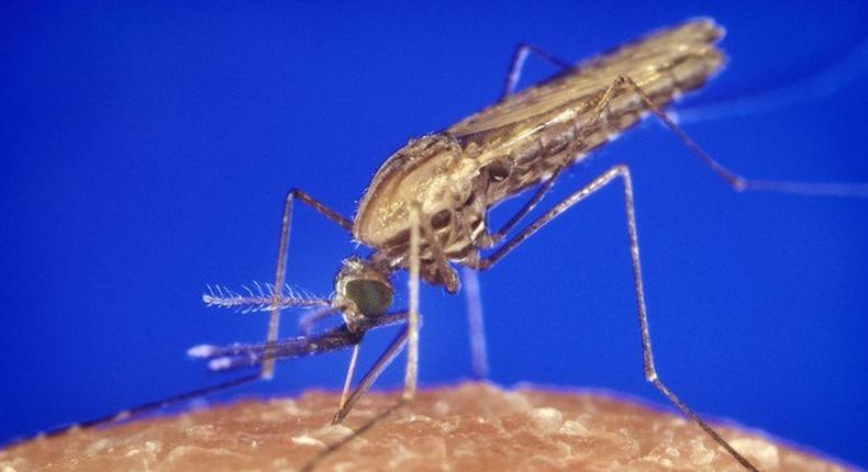 Anopheles Gambiae, one of three mosquitoes found in Africa that transmit malaria