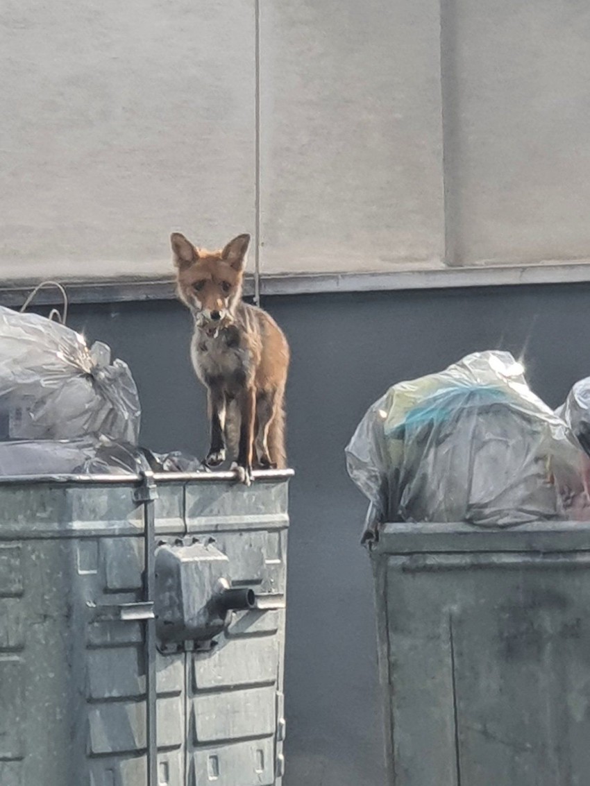 Lisica ispred bolnice u Beogradu