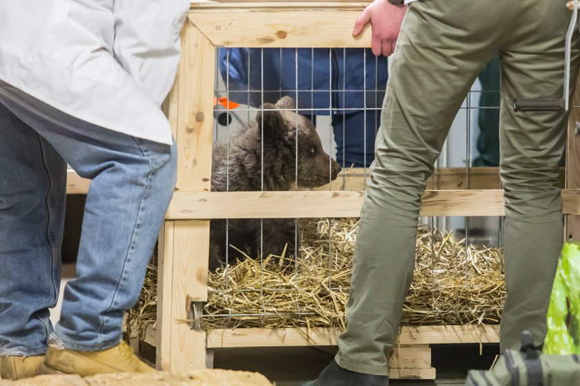 Niedźwiedzica Cisna zamieszkała w poznańskim Zoo