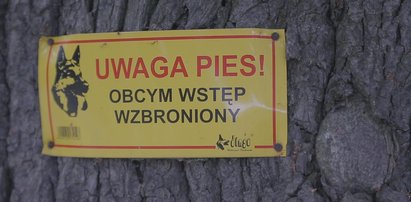 Wataha psów pogryzła dziecko