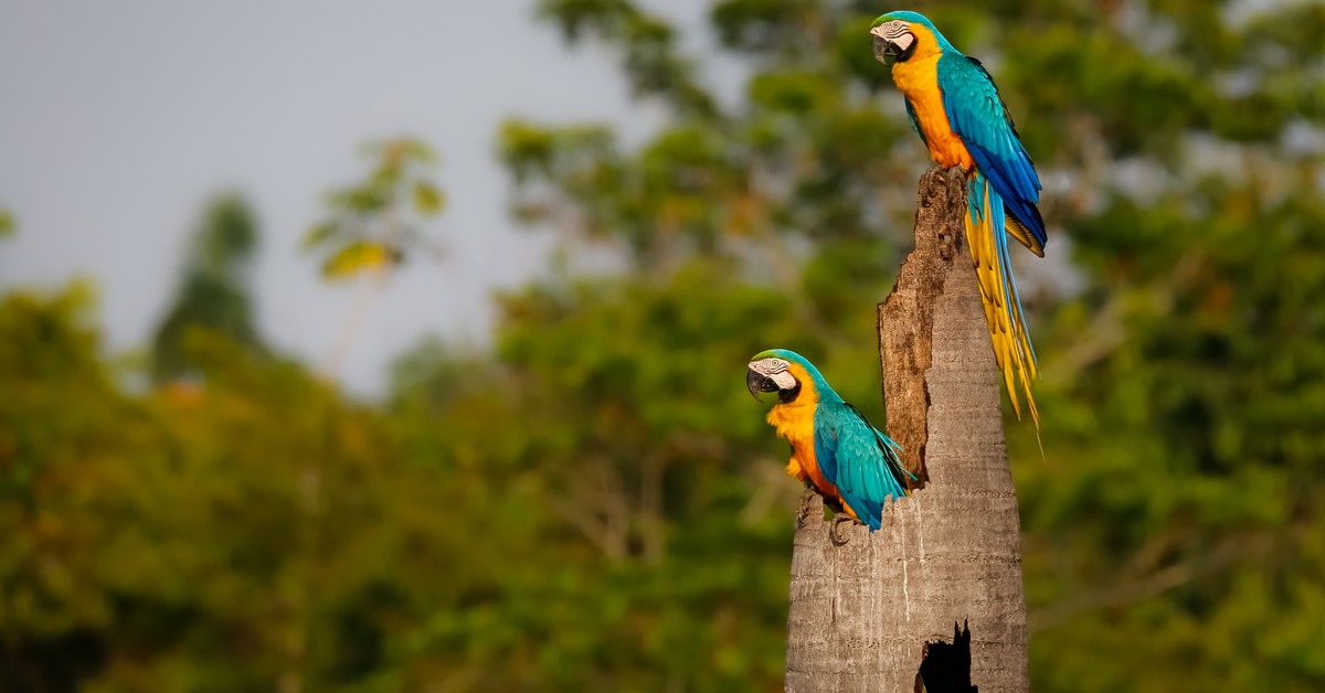 El cambio climático será la principal causa de la disminución de la biodiversidad