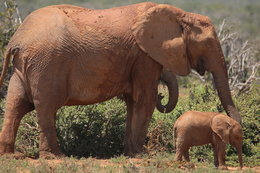 Kilka dekad kłusownictwa doprowadziło do zdumiewających zmian u afrykańskich słoni