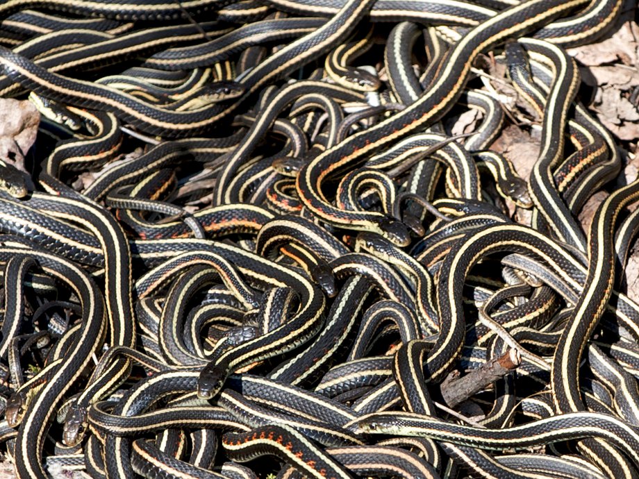 But space is limited. Thousands of snakes end up in dens as large as an average living room.