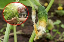 Ogórki żółkną na krzaczkach? Co zrobić gdy żółkną ogórki? Zrób ten oprysk. Kosztuje zaledwie kilka zł