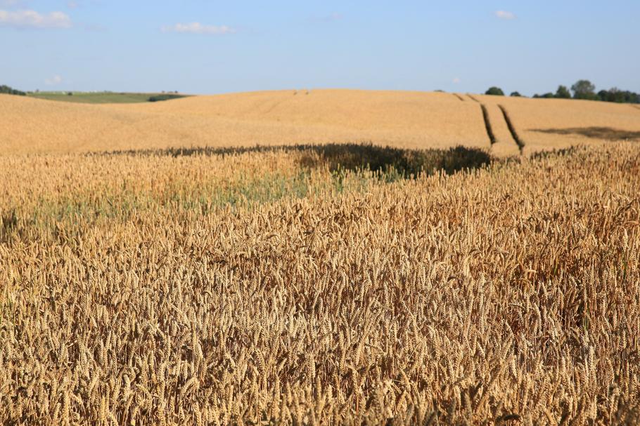 Polscy rolnicy są uzależnieni od unijnych dopłat? Wiele z nich bez pieniędzy z UE nie przetrwałoby na rynku.