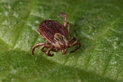 Naukowcy biją na alarm. Nowe badania w sprawie kleszczy niepokoją