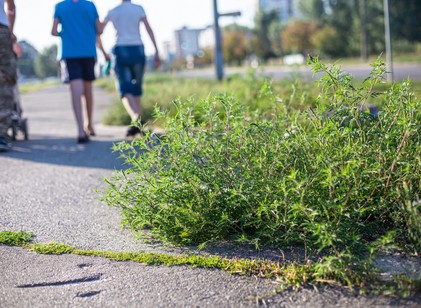 Országszerte erősödik a parlagfű – így kezdődnek a tünetek című cikk nyitóképe