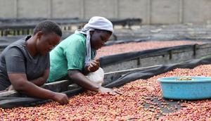 Ugandan coffee export earnings have hit a 30 year record