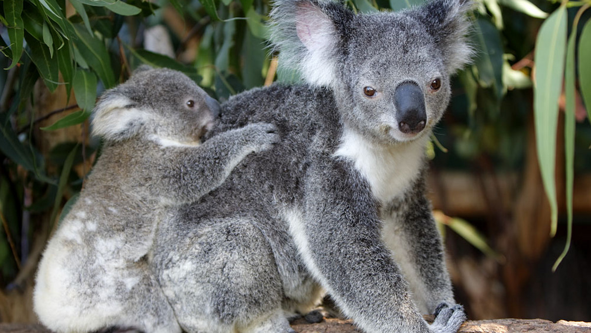 Zazwyczaj jest sennym torbaczem raczącym się liśćmi eukaliptusa. Jednak w okresie godowym koala przeobraża się: aby zdobyć partnerkę staje się agresywnym macho. I do tego jak ryczy! Uczeni zajęli się sekretem donośnego jak u słonia głosu koali.