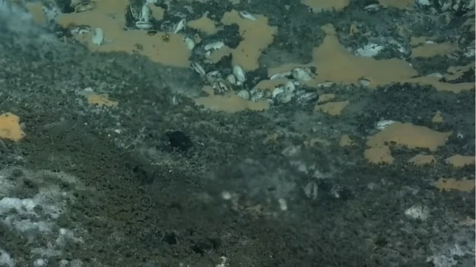 Pukotina na rasednoj liniji na dnu Pacifika