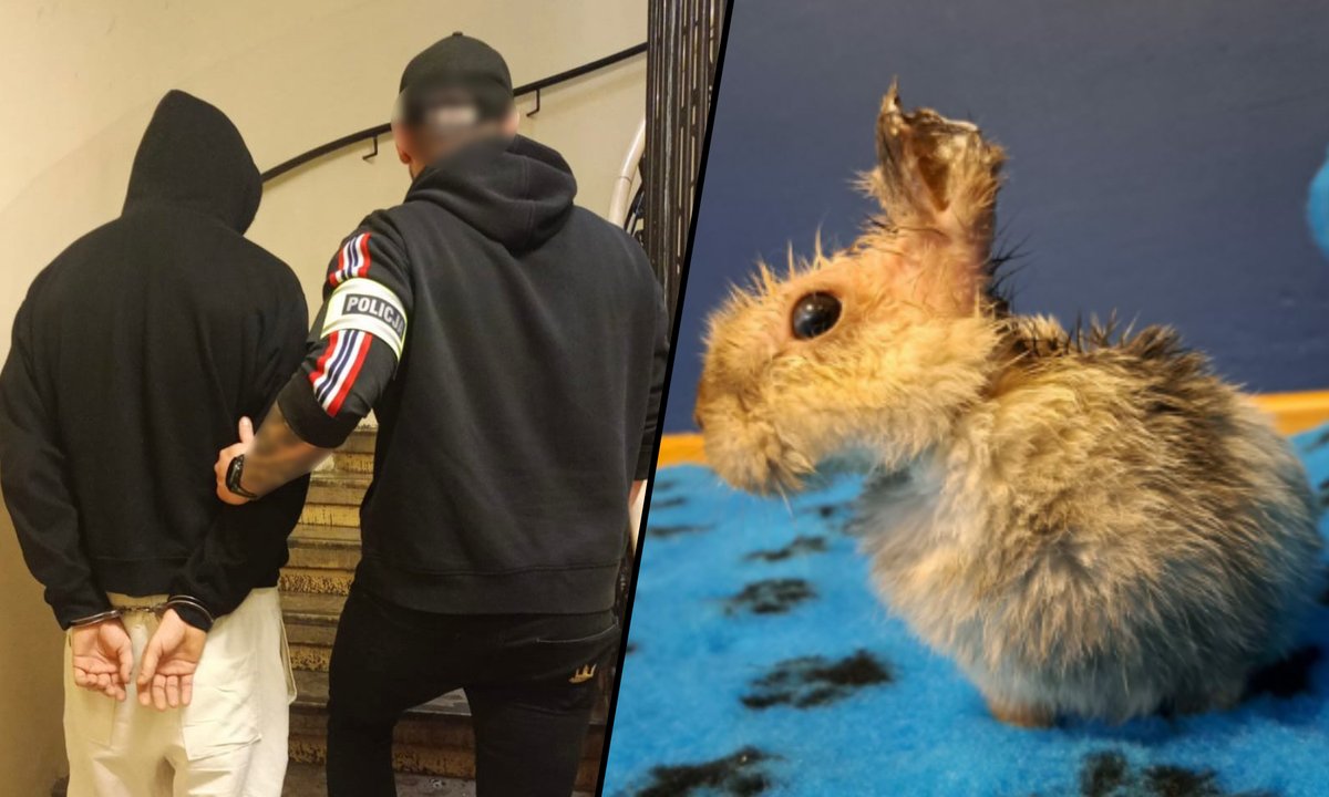 Policja zatrzymała 21-latka. Jest podejrzany o znęcanie się nad królikiem