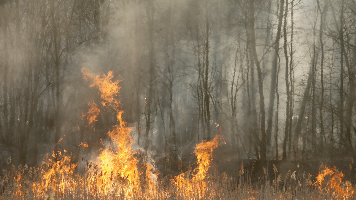 Wielki pożar pod Chojnicami, płonie kilka hektarów lasu. Helikopter, trzy samoloty i ponad setka strażaków walczy od południa z żywiołem. Według ratowników przebywających na miejscu - nie ma ofiar ani rannych - informuje serwis tvn24.pl.