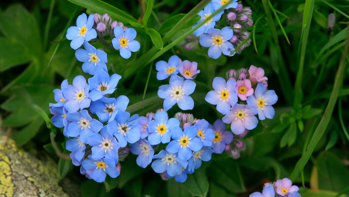 Niezapominajka kojarzy się z delikatnymi, niebieskimi kwiatuszkami o wyraźnym, intensywnym zapachu. Ten wyjątkowy kwiat ma swoich zwolenników – po niezapominajki sięgają architekci ogrodów, zdobiąc nimi ogródki skalne, rabatki, tarasy. Poznaj niezapominajkę, jej odmiany i sposób uprawy. Wybierz gatunek niezapominajki odpowiedni do swoich upodobań.