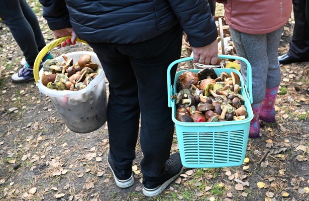 Poszli na grzyby, wrócili z potężnym mandatem. Prawo w Niemczech mówi jasno