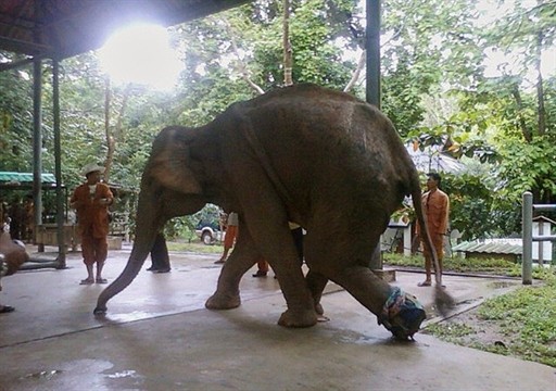 THAILAND - ELEPHANT - TOURISM