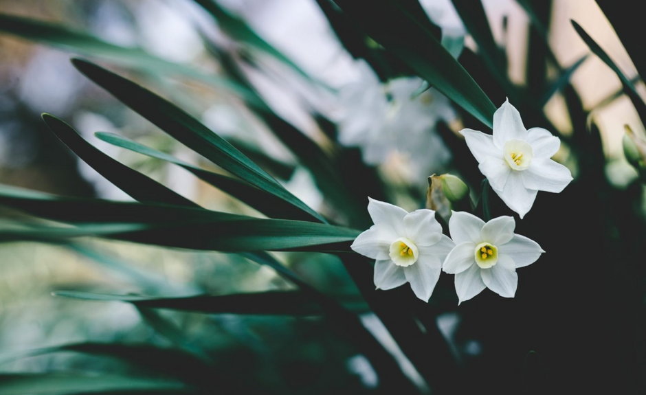 Narcyz (Narcissus)