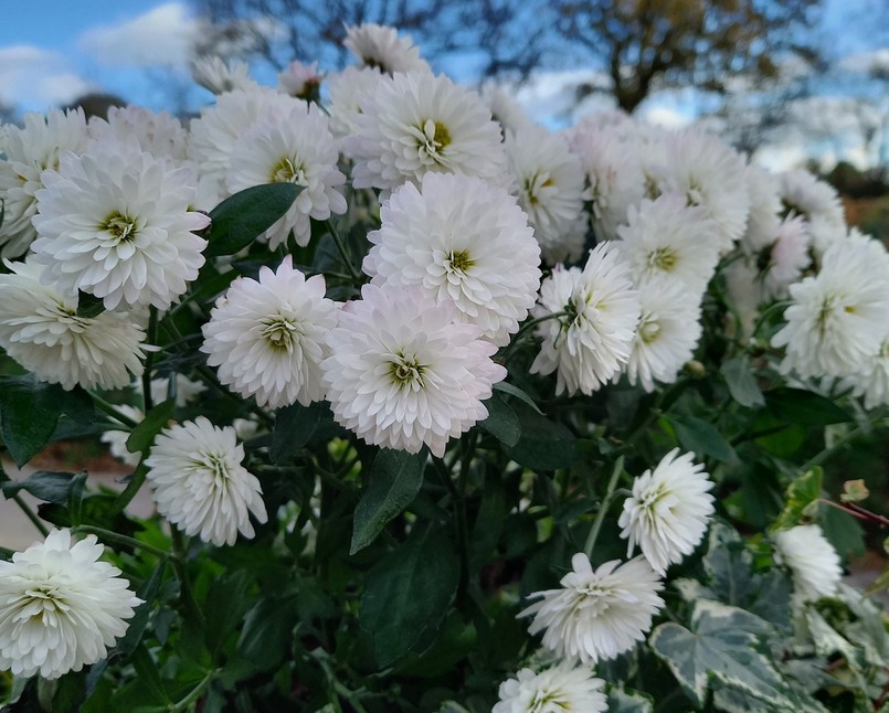 Aster Michaelmas daisies - jesienne kwiaty
