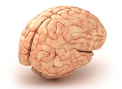 Minimózgi wprost z drukarki 3D