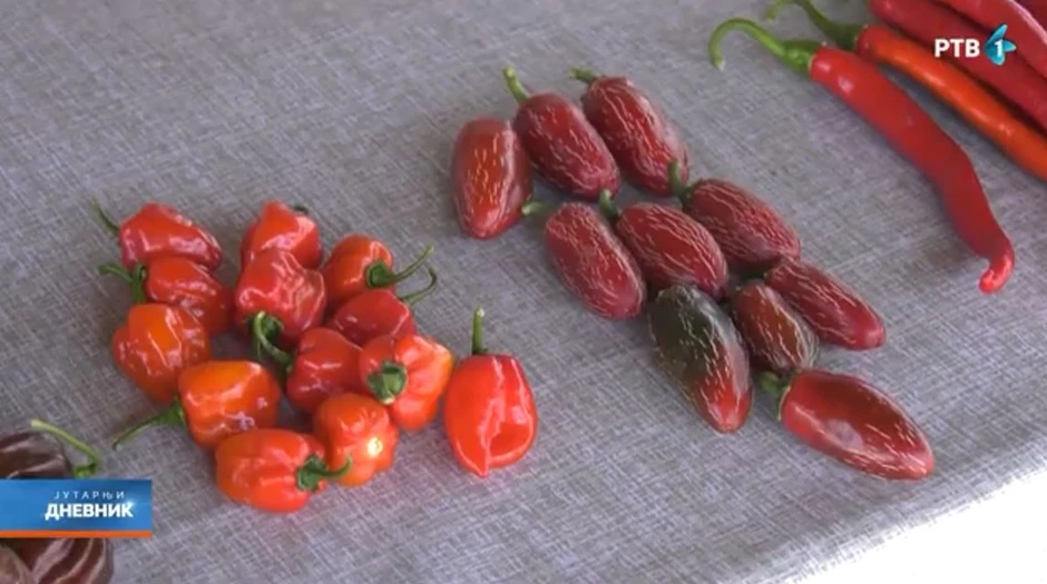 Ljute papričice koje gaji Živojin Antić iz Ćuprije