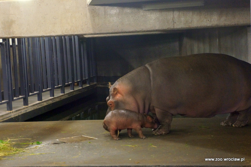 Mały hipopotam nową atrakcją zoo we Wrocławiu