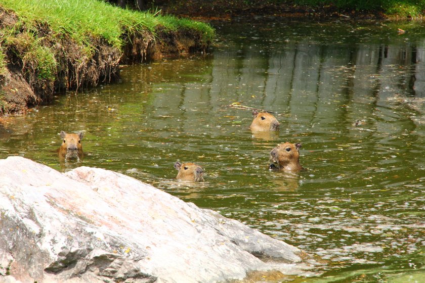 Młode kapibary w poznańskim  zoo