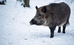 Posłowie PO apelują do prezesa PiS o wstrzymanie 'rzezi dzików': Jarosławie, możesz położyć kres temu szaleństwu