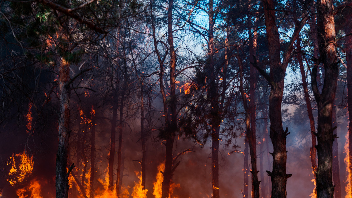 Zagrożenie pożarami w lasach w zachodniopomorskiem