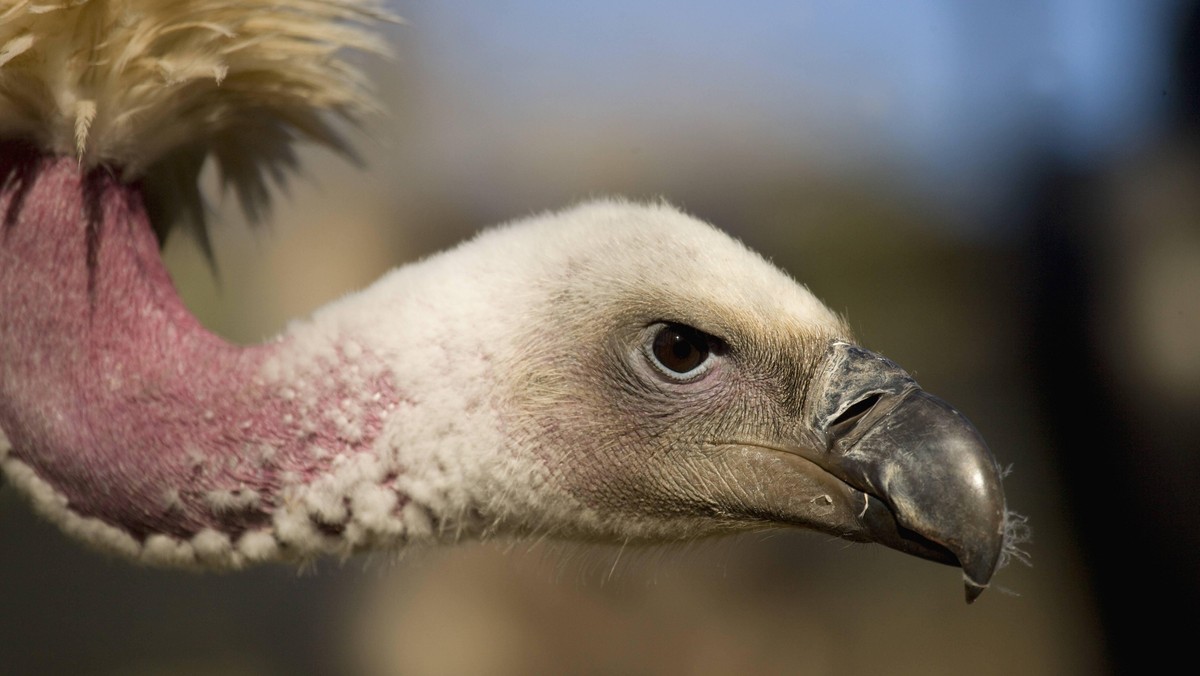 Vultures nearly extinct in Africa