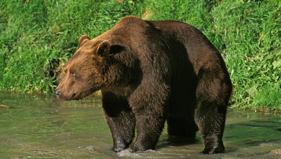 Medve jutott be egy kertbe Miskolc határában: úgy tűnik, nem volt éhes