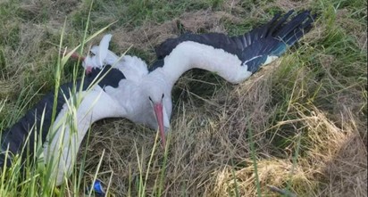 Sérült gólyán segítettek a püspökladányi mentősök