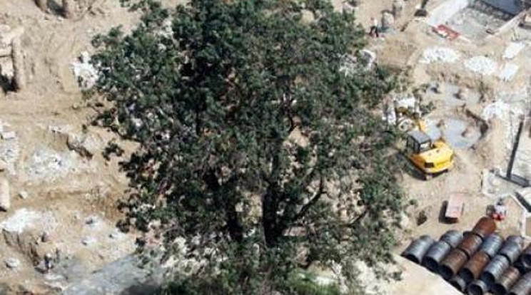 Körbeépítik a 323 éves fát