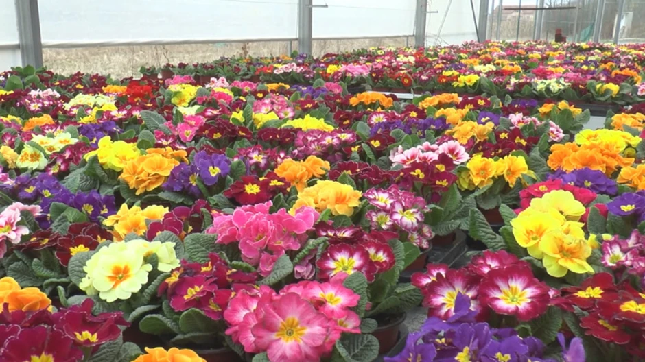 Cveće - ilustracija