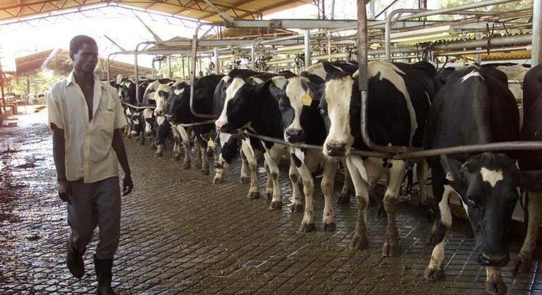 A Zimbabwean farm worker passes next to Friesen cows waiting to be milked at Lonely Park farm north of Harare in a file photo