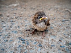 Dzikie maleństwa w mieście. Co robić? Rusza kampania 'ZOOstaw, nie porywaj'