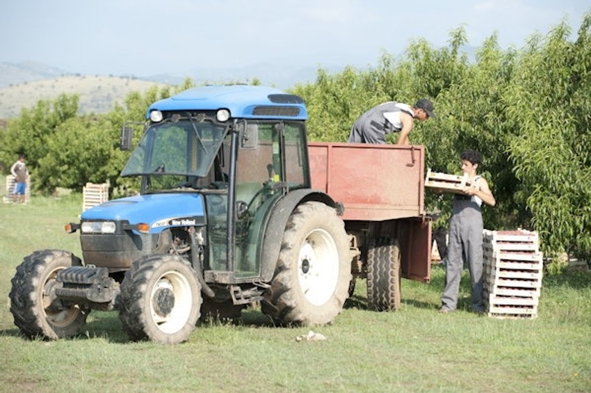 Ogromna potražnja: Utovar ubranog voća