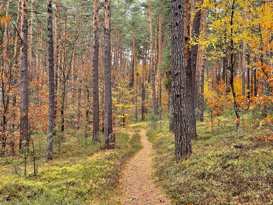 Lasy podkarpackiej części Roztocza w jesiennych barwach