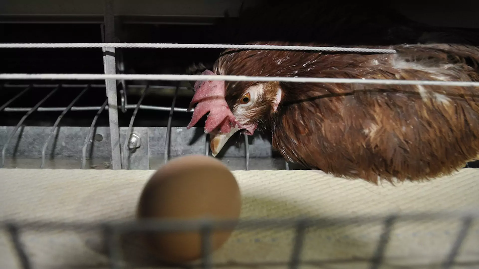 Jajka trójki nie są symbolem nowego życia, tylko cierpienia 41 mln kur