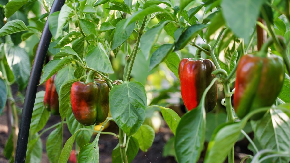 Kako pripremiti zamlju pre sadnje paprike za vrhunski rod