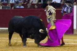 Krwawy sport czy tradycyjna rozrywka? Zabijają byki w święto Matki Boskiej