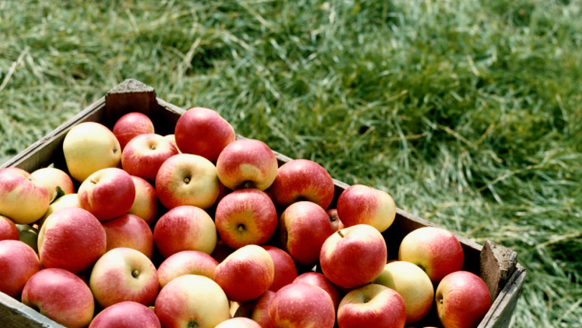 Jedzenie jabłek pozwala znacznie obniżyć w organizmie poziom substancji odpowiedzialnej za twardnienie tętnic i rozwój miażdżycy - informują amerykańscy naukowcy.