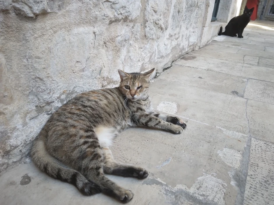 Mačka mačke pokrivalica