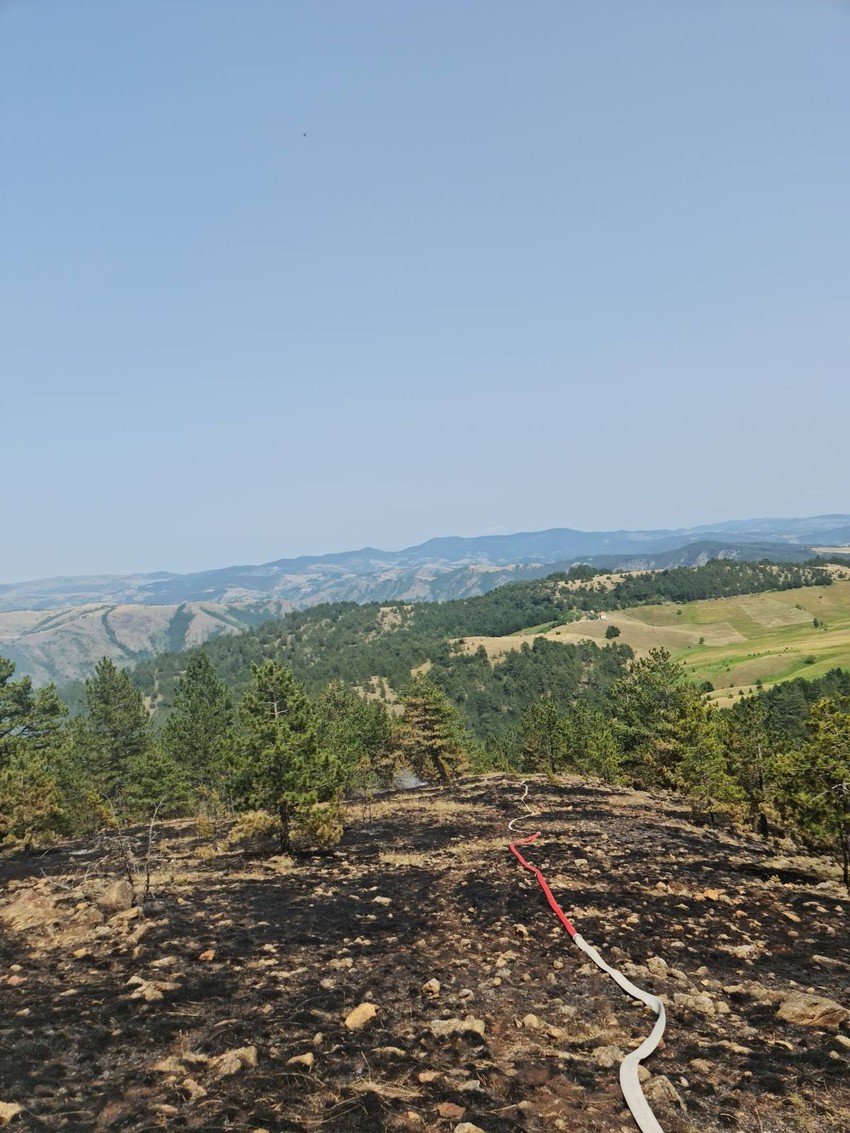Na Crnom vrhu pod vatrom oko 100 hektara borove šume