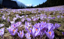 Purpurowa Dolina Chochołowska. Krokusowe połacie w Tatrach tłumnie oglądają turyści