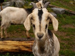 Aresztowali kozę za napady z bronią