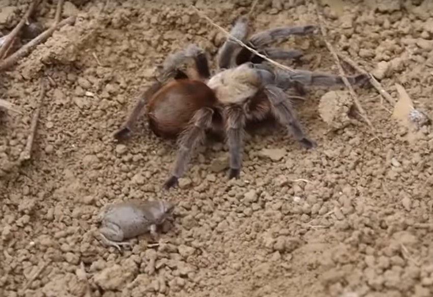 Tarantula i žaba