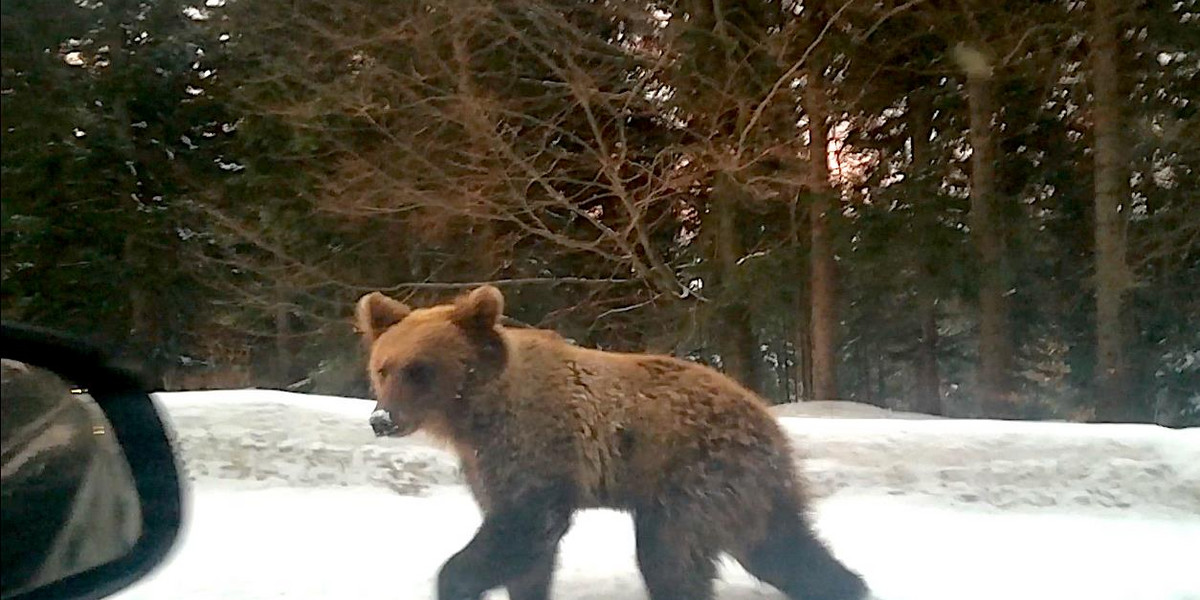 Miś włóczykij wrócił do lasu!