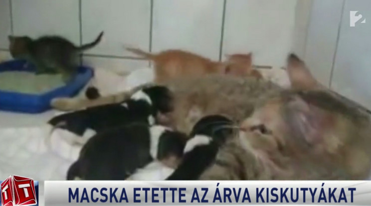 Az anyacica éppen a kiskutyákat és a kiscicákat is eteti, akiket befogadott /Fotó: Részlet a TV2 Tények adásából