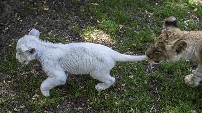 Zwierzęta ZOO lew biały lwy koty ogród zoologiczny