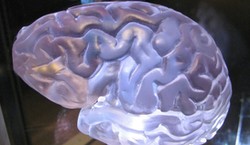 Przełom w walce z Alzheimerem: naukowcy odkrywają komórki, które mogą chronić mózg