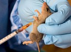 NCDC registers 1,968 Lassa fever cases in 112 LGs, 28 States